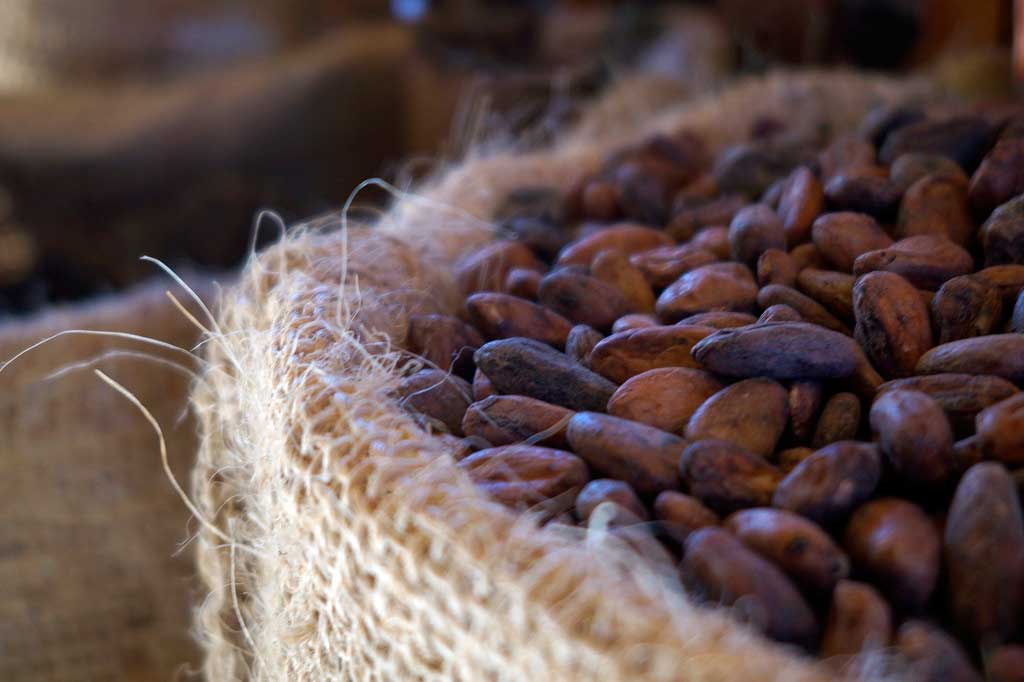 Cacao Bean