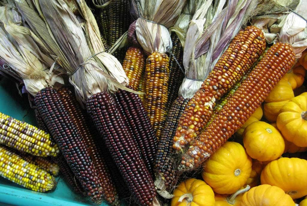 Purple Corn