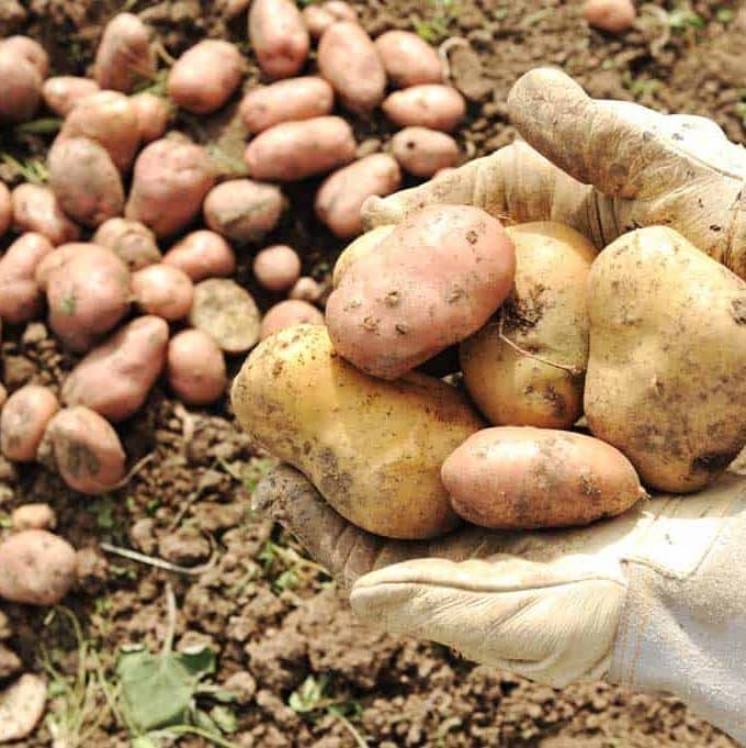 Harvest of Potatoes in Peru