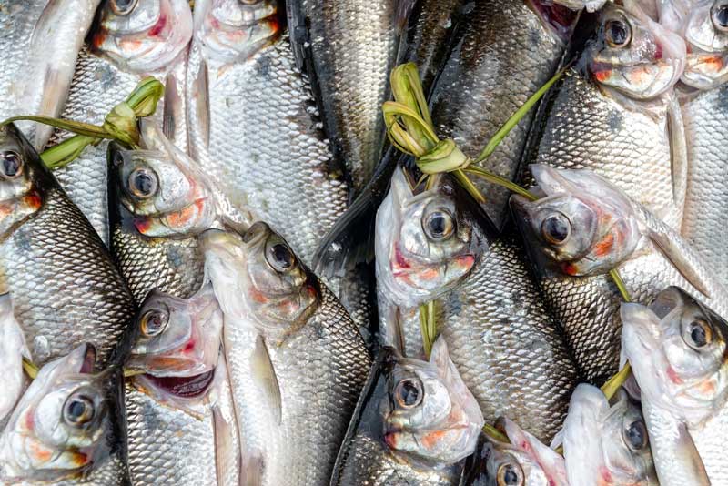 raw unprepared fresh fish for ceviche