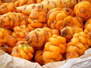 Mashua - A Novo Andean cuisine ingredient