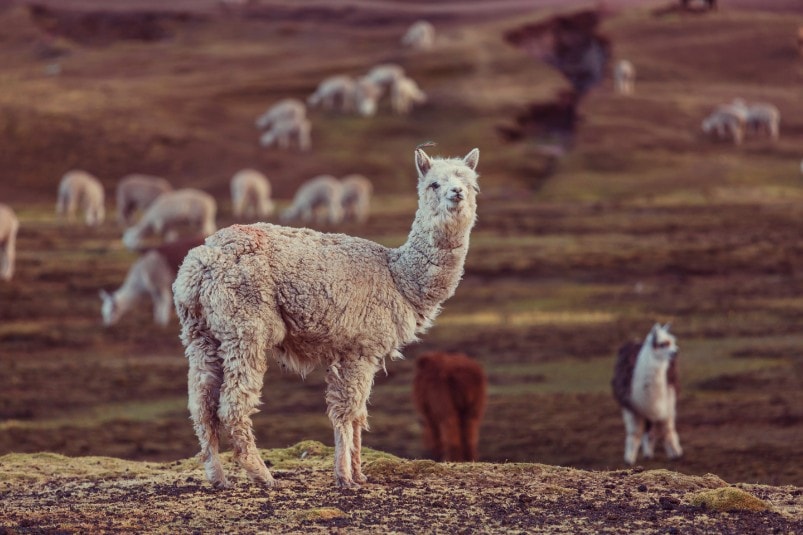 alpaca in peru