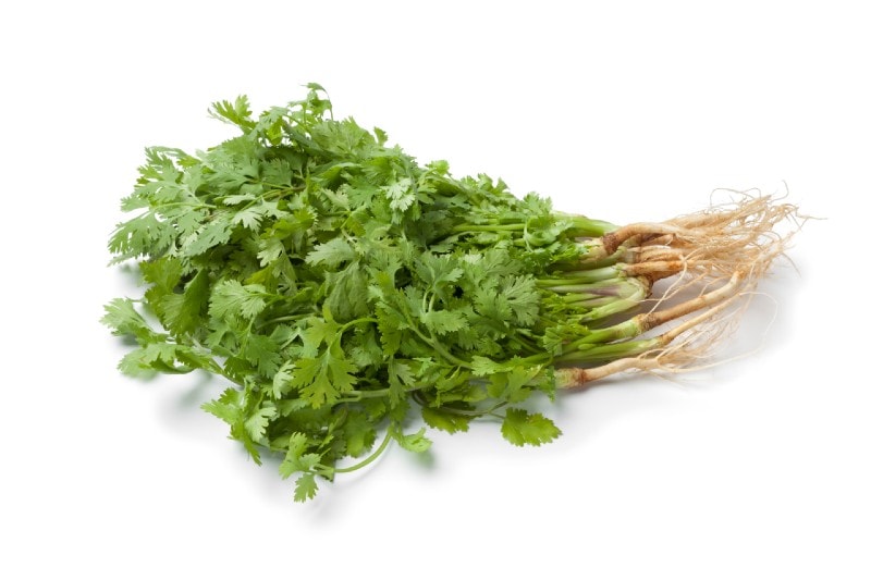 cilantro herb with roots