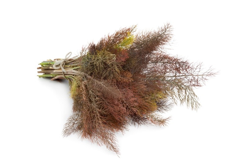 fennel herb
