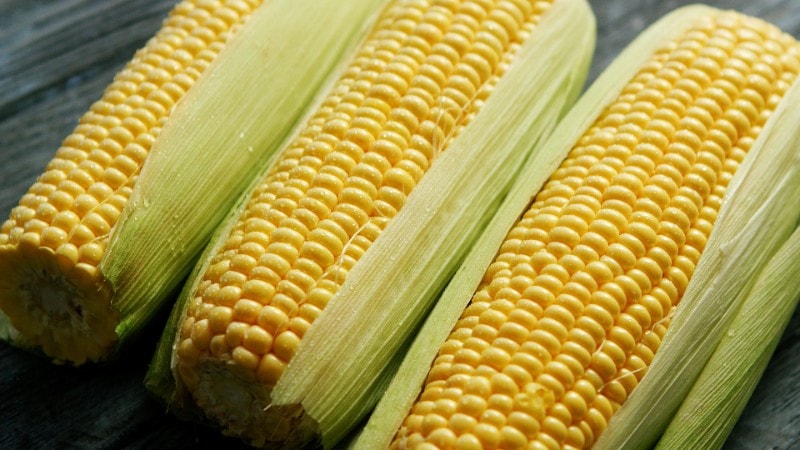 fresh maize in leaves