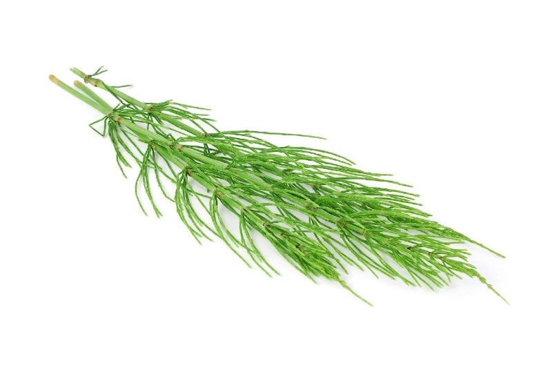 horsetail herb