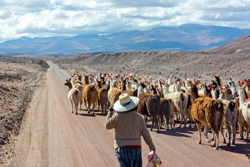 llama herd in rural peru with farmer