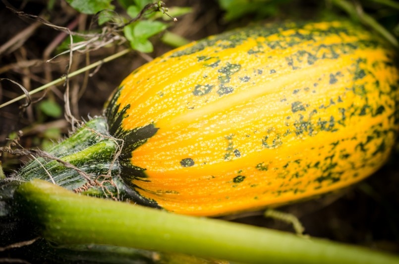 squash vegetable fruit from peru