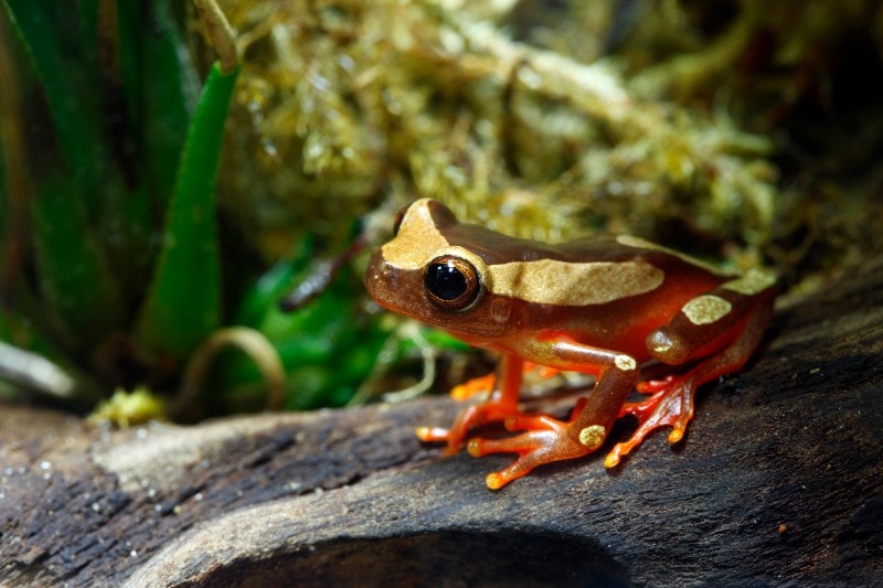 Tree frogs - common foods eaten by the inca